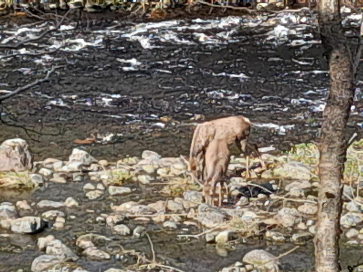 Riverside Pod, West Highland Way Holidays 金洛赫利文 外观 照片